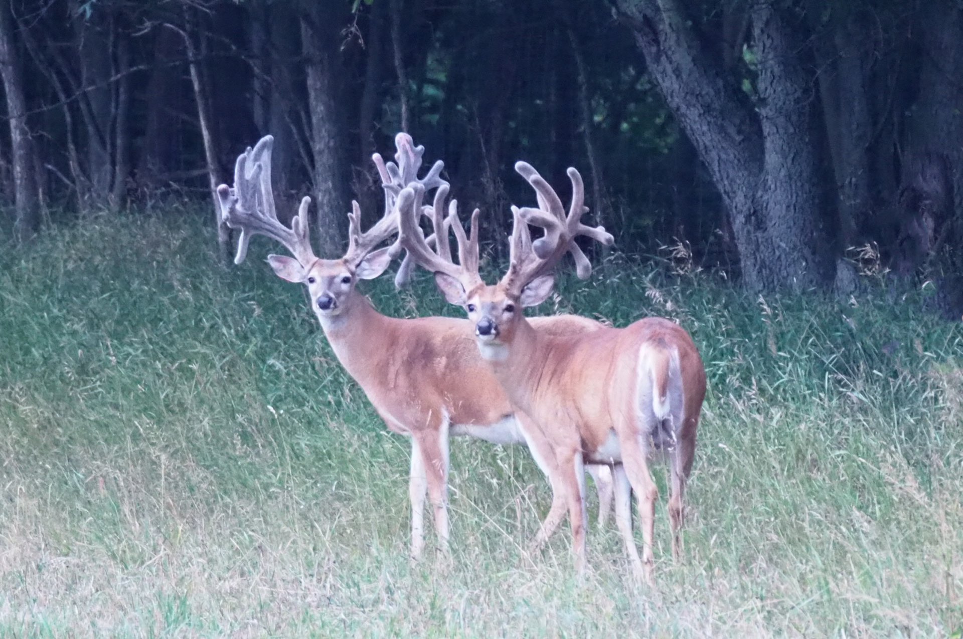 Guided Trophy Whitetail Deer Hunts