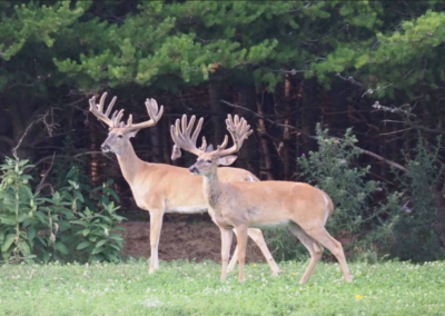 Trophy Whitetail Deer in Michigan