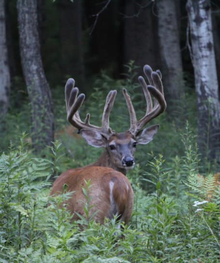 Whitetail Deer Hunt