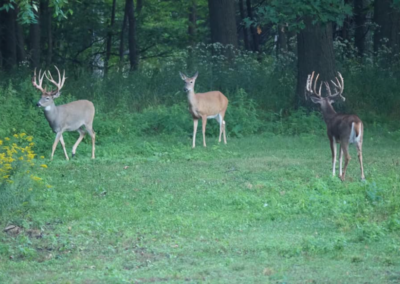 Trophy Whitetail Deer in Michigan