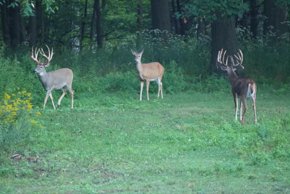 Trophy Whitetail Deer Herd