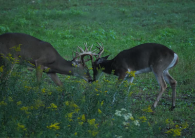 Trophy Whitetail Deer in Michigan