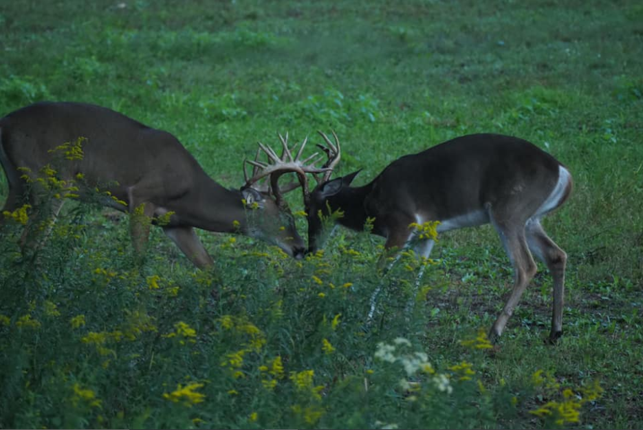 Trophy Whitetail Deer Hunts in Michigan