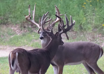 Trophy Whitetail Deer in Michigan