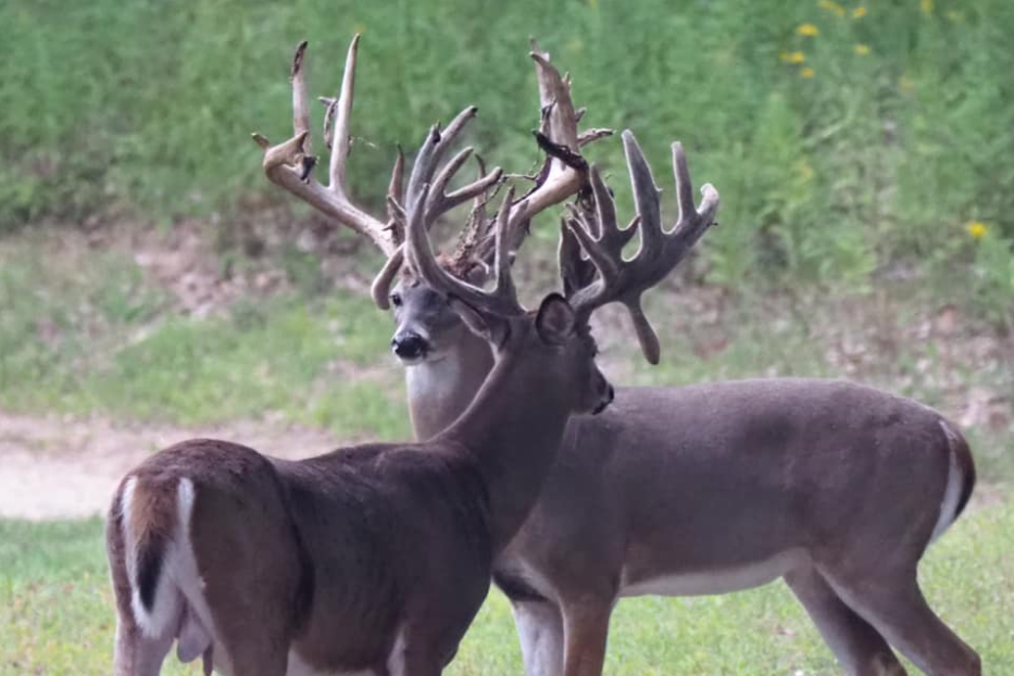 Trophy Whitetail Deer