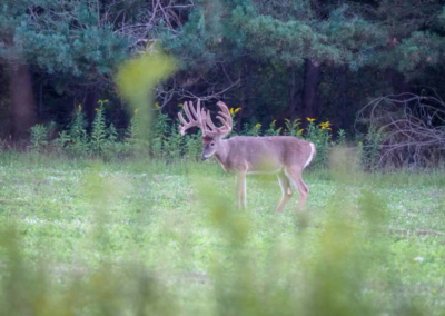 Trophy Whitetail Deer in Michigan