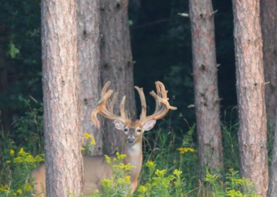 Trophy Whitetail Deer in Michigan