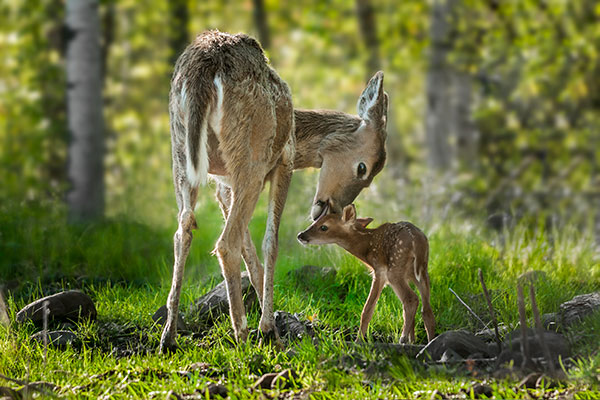 Whitetail Deer Herd