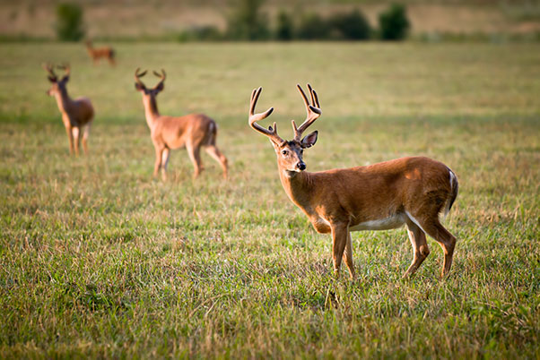 Michigan Trophy Whitetail Deer Hunts