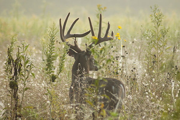 About the Refuge Ranch